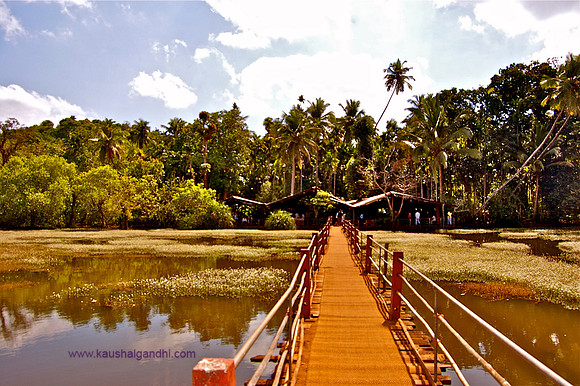 Goa