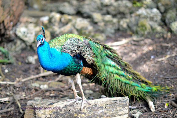 Barbados