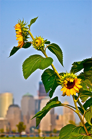 Views of Manhattan from TheJC.